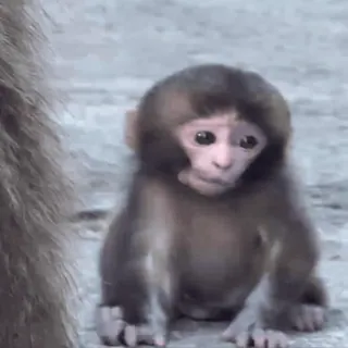 😣 monkey, animal, baby, primate, wildlife, cute whatsapp sticker