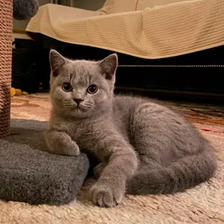 😬 kucing, anak kucing, british shorthair, hewan peliharaan, binatang, imut telegram sticker