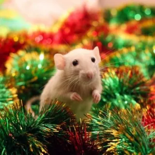 🐭 chuột, động vật, gặm nhấm, dễ thương, ngày lễ, Giáng sinh, dây kim tuyến telegram sticker