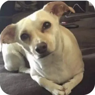 🫥 hond, huisdier, dier, schattig, chihuahua, huisdier telegram sticker