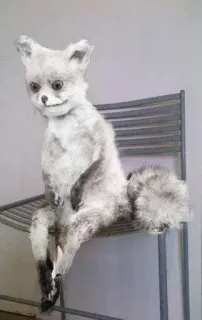 😁 badly stuffed fox viral internet taxidermy whatsapp sticker