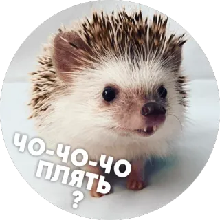 😑 ЧО-ЧО-ЧО ПЛЯТЬ? hérisson, animal, mignon telegram sticker