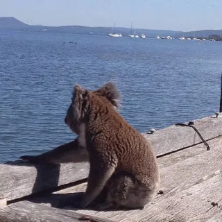 🐨 koala, animal, australia, marsupial, wildlife, cute, nature telegram sticker