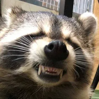 😁 mapache, animal, mamífero, fauna, lindo, sonriendo telegram sticker