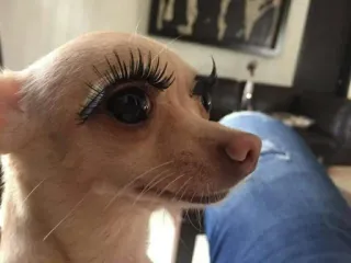😰 perro, chihuahua, pestañas, pestañas postizas, mascota, animal, gracioso, lindo telegram sticker