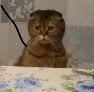 👀 gato, animal, animal de estimação, fofo telegram sticker