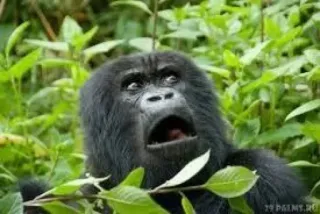 😳 gorilla, scimmia, animale, primate, fauna selvatica, scioccato, sorpresa, meme telegram sticker
