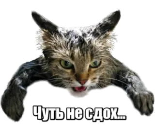 😵 Чуть не сдох... cat, animal, text telegram sticker