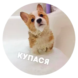 🛁 КУПАСЯ 犬, コーギー, お風呂, 泡, 可愛い, 動物, ペット telegram sticker