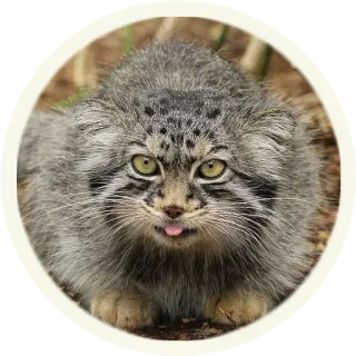 😋 кот, животное, милый, млекопитающее, дикий кот, манул telegram sticker