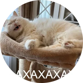 😂 AXAXAXAXA кот, спящий, питомец, животное, милый, смешной, мем whatsapp sticker