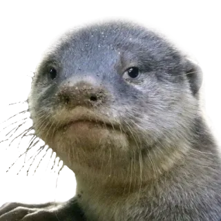 😒 выдра, животное, млекопитающее, дикая природа, милый telegram sticker
