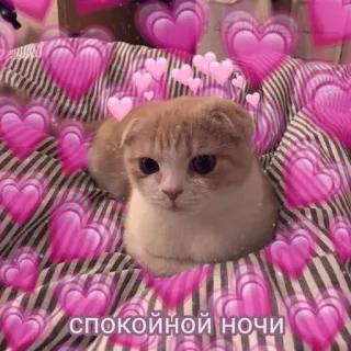 🩹 спокойной ночи Katze, Herzen, süß, Gute Nacht, schläfrig whatsapp sticker