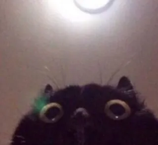 😳 Katze, schwarze Katze, lustig, Meme, Tier, Haustier telegram sticker