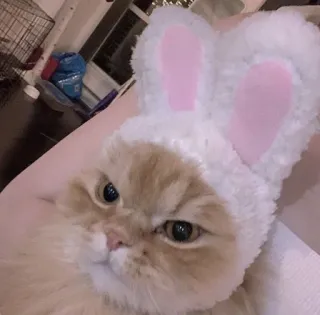 👿 cat, bunny ears, pet, animal, cute telegram sticker