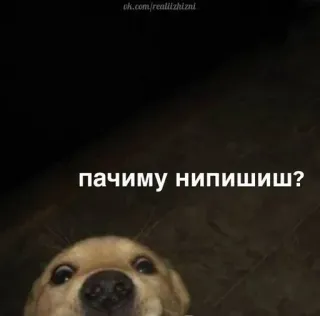 🧐 пачиму нипишиш? pies, zwierzę, rosyjski, tekst, mem telegram sticker