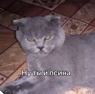🐶 Ну ты и псина gato, gato gris, idioma ruso, insulto, mascota telegram sticker