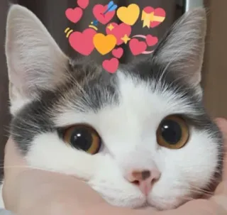 ❤️ кот, животное, питомец, милый, сердечки telegram sticker
