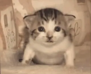 🐈 고양이, 새끼고양이, 귀여운, 동물, 애완동물, 고양이과 telegram sticker