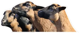 👨 sheep, animal, farm, livestock, brown telegram sticker