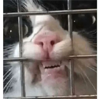 🖕 cat, animal, cage, pet, feline, cute, funny telegram sticker