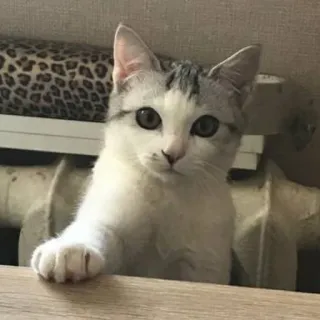 🤔 chat, animal, animal de compagnie, chaton, mignon whatsapp sticker