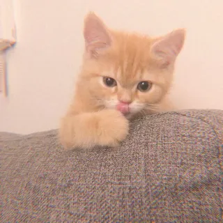 -`, 〔 doja as a kitten 〕꒱ ↷🖇🐯 whatsapp stickers