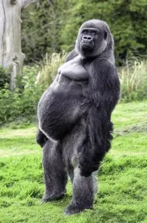 ☺️ Gorilla, Animale, Mammifero, Primate, Fauna selvatica, Zoo, Natura telegram sticker