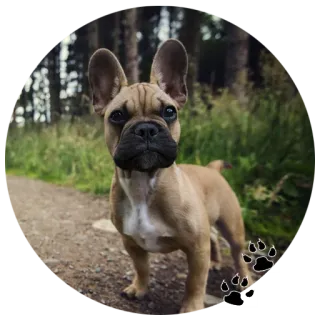 👀 Hund, Welpe, Französische Bulldogge, Tier, Haustier whatsapp sticker