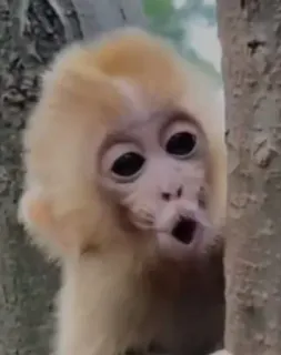 😮 aap, dier, schattig, wilde dieren, natuur, primaat whatsapp sticker