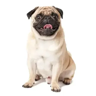 🤩 telegram sticker