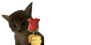 ❤️ kitten, rose, emoji, cat, romantic telegram sticker