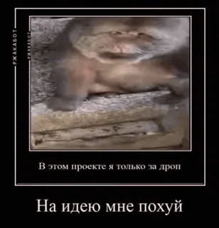 🌟 В этом проекте я только за дроп
На идею мне похуй Affe, Meme, Russisch, Text, Humor, Tier telegram sticker