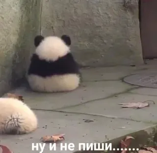 🥺 ну и не пиши...... Panda, Tier, Süß, Zoo, Lustig telegram sticker