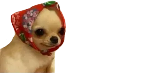 🥺 dog, chihuahua, babushka, scarf, cute, meme, animal telegram sticker