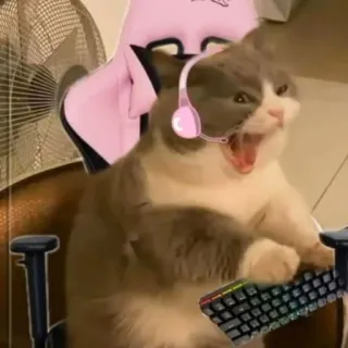 Catto telegram stickers
