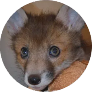 🦊 fuchs, tier, süß, wildtier, säugetier telegram sticker
