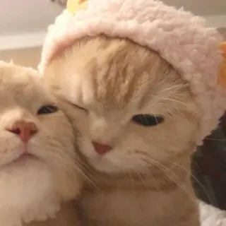 💑 Katzen, Tiere, süß, Haustiere whatsapp sticker