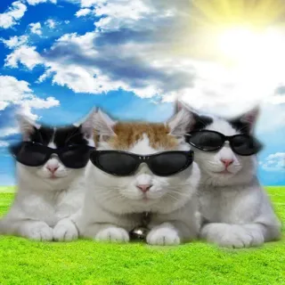 😎 koty, okulary przeciwsłoneczne, fajne koty, zwierzęta, kocięta, lato, niebo, trawa telegram sticker