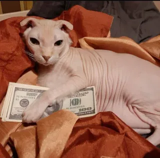 💵 cat, money, sphynx, hundred dollar bill, cash, pet, domestic animal telegram sticker