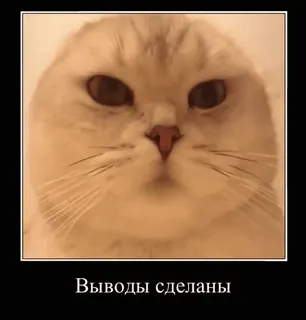 😒 Выводы сделаны gato, meme, russo, animais, engraçado telegram sticker