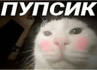 ☺️ ПУПСИК cat, cute, kawaii, meme, funny, animal whatsapp sticker