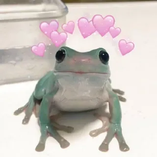 ❤️ kikker, dier, harten, schattig, amfibie telegram sticker