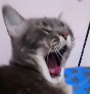 😙 gato, bocejando, animal, animal de estimação, doméstico telegram sticker