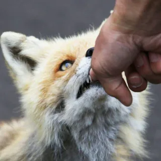 🦊 whatsapp sticker