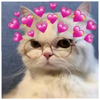 🐈 猫, メガネ, ハート, かわいい, 動物 telegram sticker