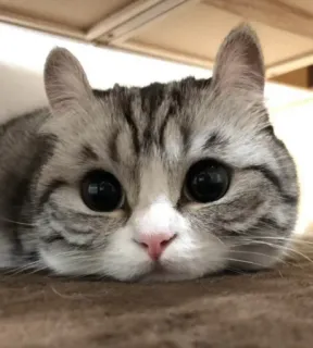 🥺 cat, cute, adorable, kitten, animal, pet, eyes whatsapp sticker