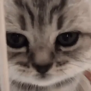 🐱 кот, котенок, милый, домашнее животное, животное, домашняя кошка whatsapp sticker