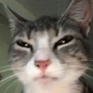 😑 고양이, 동물, 애완동물, 포유류, 집고양이, 고양이과 telegram sticker