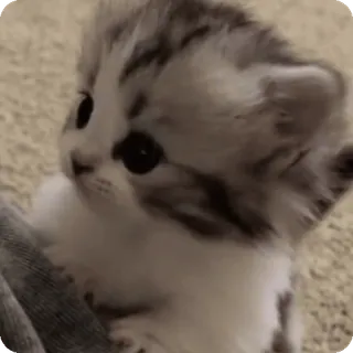 🤯 gatinho, gato, fofo, animal, animal de estimação, animal doméstico, gato pequeno whatsapp sticker